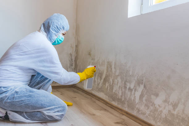Licensed Black Mold Removal service in Manistee, MI - WQB Mold Removal