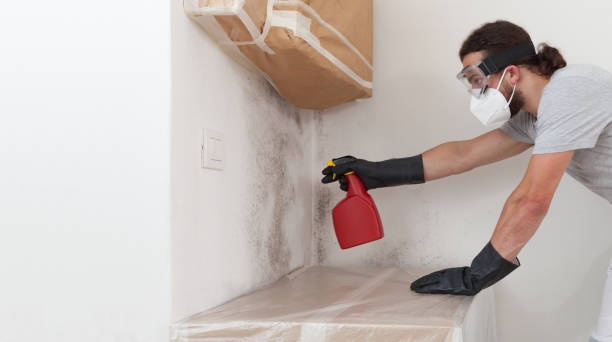 Professional Black Mold Removal technician working in Manistee, MI