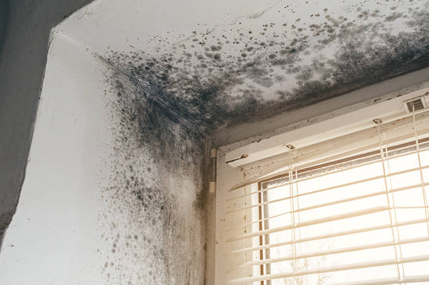 Affordable Black Mold Removal solutions in Manistee, MI